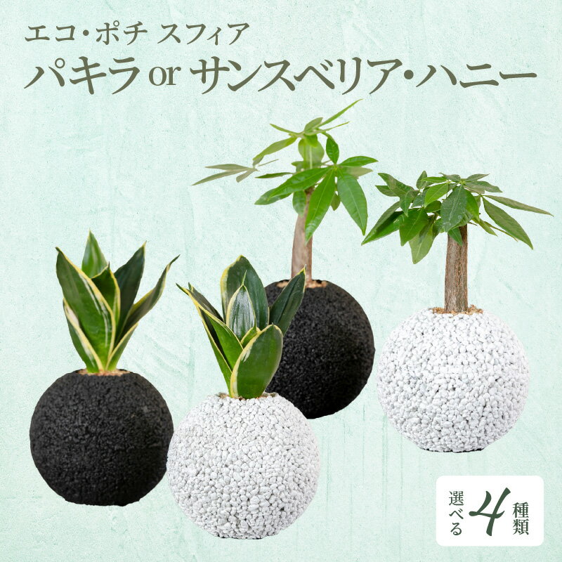 8位! 口コミ数「0件」評価「0」観葉植物 パキラ サンスベリア ハニー 消臭 グリーン 発財樹 空気清浄植物 エコポチ スフィア ハイブリッド ギフト お洒落