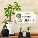 【ふるさと納税】エコアース お買い物券 選べる 金額 5000円分 ~ 10000円分 環境に優しい 植物付き 器 エコポチ 見た目 癒やし 空間 消臭効果 インテリアグリーン 水苔 ガジュマル サンスベリア パキラ オンリーワン インテリア チケット 熊本県 天草市 送料無料