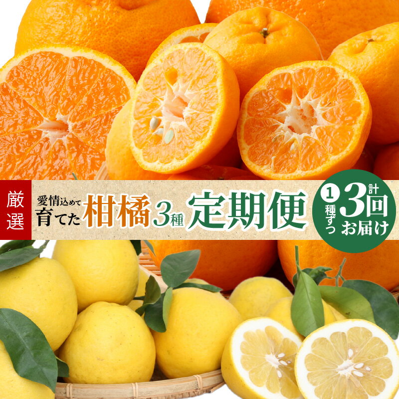 【ふるさと納税】定期便 3回 柑橘 3種類 先行予約 計 約