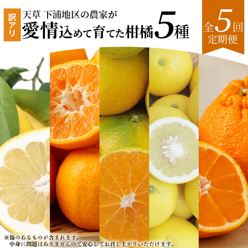 24位! 口コミ数「0件」評価「0」【定期便5回】農家が愛情込めて育てた 訳あり 柑橘 5種 先行予約 早摘み 早生 温州 みかん 下浦 100年 ポンカン 不知火 パール柑 ･･･ 