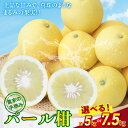 【ふるさと納税】柑橘 パール柑 選べる 約 5kg 7.5kg 果物 フルーツ 真珠 手摘み ギフト 予約受付