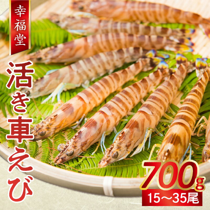 【ふるさと納税】【着日指定】 厳選 活き車海老 700g 15尾～35尾 旨い 養殖 天然を超える 活きたまま 常温 鮮度抜群 車えび エビ パスタ エビチリ エビフライ 刺身 塩焼き 海鮮 魚介類 海産物 シーフード 海の幸 熊本県 天草市 幸福堂 お取り寄せ お取り寄せグルメ 送料無料