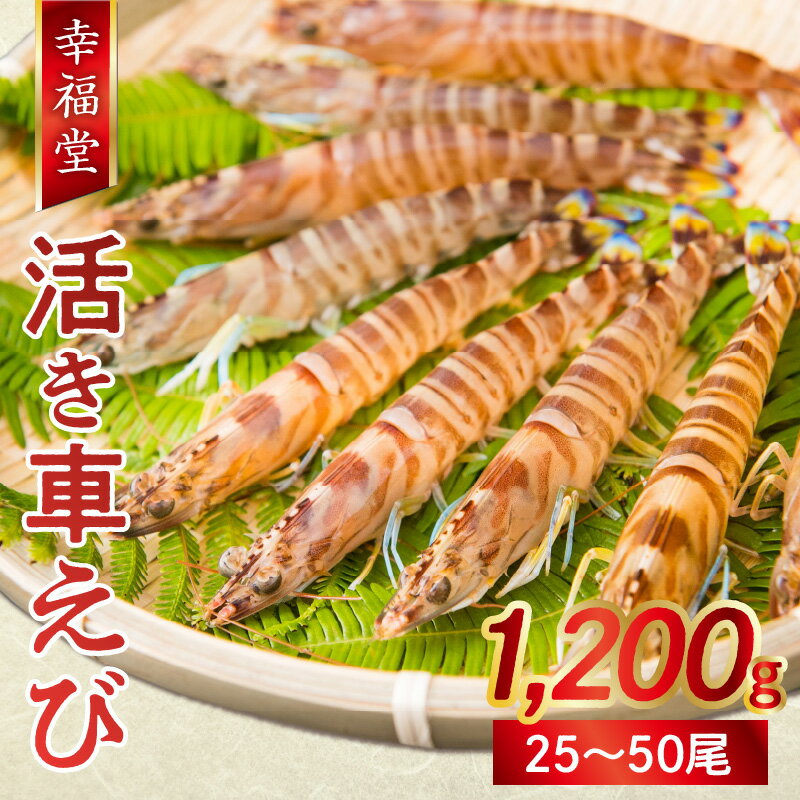 【ふるさと納税】【着日指定】 活き 車えび 1,200g 新鮮 活きたままお届け 海老 鮮度抜群 海鮮 魚介類 エビ 熊本県 天草市 送料無料