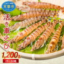 【ふるさと納税】【着日指定】 活き 車えび 1,200g 新鮮 活きたままお届け 海老 鮮度抜群 海鮮 魚介類 エビ 熊本県 天草市 送料無料