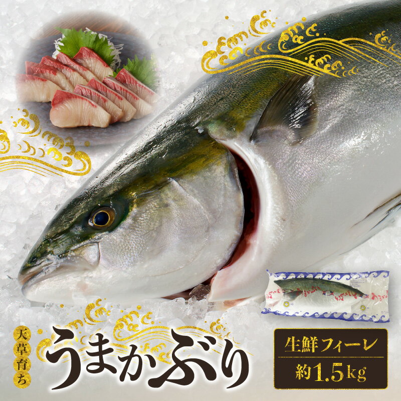 産地直送 活じめ うまかぶり 生鮮 フィーレ 約 1.5kg 真空パック 食品 食べ物 魚介類 海の幸 ぶり お刺身 しゃぶしゃぶ カルパッチョ 煮物 有限会社平安海産 九州 熊本県 天草市 お取り寄せ お取り寄せグルメ 送料無料