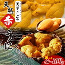 【ふるさと納税】天草二江 天然 赤うに 選べる 内容量 60g 〜 100g 美食家 北大路魯山人 認めた 幻 ウニ 殻 朱色 濃厚 甘み 特徴 九州外 滅多に出回らない 食べる ウニの概念 変わる 大粒 きれい 旨味 ご褒美 贈答用 お取り寄せ お取り寄せグルメ 熊本県 天草市 送料無料