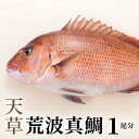 プリプリ 天草荒波鯛 天草 荒波真鯛 1尾分 1.6kg 前後 たい 真鯛 フィレ お刺身 天草荒波鯛 三枚卸し 新鮮 鮮度抜群 海鮮 プリプリ 煮物 鯛茶漬け 国産 食品 魚介類 海産物 冷蔵 熊本県 天草市 丸木水産漁業 お取り寄せ お取り寄グルメ 送料無料