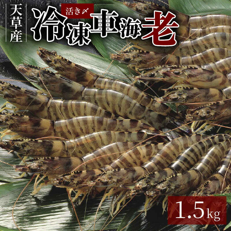 【ふるさと納税】車海老 1.5kg 500g 3パック 活き〆 凍結 冷凍 真空パック ぷりぷり 新鮮 鮮度抜群 海...