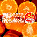 特産品説明 名称 【ふるさと納税】香りを食す！熟成完熟天草ぽんかん 1月限定 特選約5kg（30玉）〈先行受付〉 内容量 約5kg 大玉のみ 手詰30玉 消費期限 到着より10日前後を目安にお召し上がりください。 配送温度帯 常温 説明 香りを食す！熟成完熟天草ぽんかん『鮮度・食味・香り』の三拍子♪熊本県天草市の中でも、温暖で柑橘の栽培に適した下浦町で約80年以上ぽんかん栽培に取り組んでいます。代々受け継がれたぽんかんの木、栽培技術を継承し、新しい技術、栽培方法を学び取り入れながら、より美味しいぽんかんを目指しています。健全な土作り・環境作りを行い、土の微生物の力・ミネラルの力により鮮度良く長持ち、食味後味の良いぽんかんです。上果園のぽんかんは、収穫後に昔ながらの保湿に優れた土間の貯蔵庫にて”予措”というおまじないをかけて、鮮度を閉じ込めて『熟成完熟』します。『鮮度・食味・香り』三拍子揃った上果園の『男気ぽんかん』を是非お召し上がり下さい。ぽんかんには種があります。飲み込んでも問題はありません。ぽんかんの旬は12月～3月頃と言われていますが、上果園では、一番美味しい1月と2月限定で発送しております。また1月と2月では品種が異なります。1月のぽんかんは、腰高で大玉傾向の高しょう系ぽんかん。2月のぽんかんは、扁平で小玉傾向の低しょう系ぽんかん。どちらも濃厚な甘い香りに甘さたっぷり、柔らかい果肉で薄皮ごとパクッ！と食べることができます。 アレルギー オレンジ 生産地 熊本県天草市 保存方法 箱を開けていたみがないかご確認の上、乾燥しすぎない涼しい場所で保管してください。暖房が効いた部屋での保管はお控えください。 注意事項 ※配送日の指定はできません。※当返礼品は「常温」にて出荷いたします。一部地域・時期によっては、配送時の気温低下による冷凍状態で届いてしまう可能性もございますので、ご了承のうえお申し込みください。※期間限定の返礼品は、配送時期を必ずご確認ください。※天候や自然災害、交通状況などの影響により、配送が遅れる場合があります。※ご寄付者様の都合により返礼品を受け取れなかった場合、または受け取りまでに時間がかかった場合は、再配送は致しかねます。※長期でのご不在や、ご住所の変更は、配送予定日の3週間前までにご連絡ください。※複数個同日お申し込みの場合でも、同時にお届けができない場合があります。※出荷準備に入りますと住所の変更は出来かねる場合がございます。お早めにご連絡ください。※送り状記載のお届け先から転送先までの送料を着払いにてご負担いただきます。予めご了承ください。転送される場合、直接配送業者へご連絡ください。 地場産品該当理由 市内で生産された柑橘であるため 発送時期 1月中に発送いたします。 提供事業者 上果園 ・ふるさと納税よくある質問はこちら・寄付申込みのキャンセル、返礼品の変更・返品はできません。あらかじめご了承ください。【ふるさと納税】香りを食す！熟成完熟天草ぽんかん 1月限定 特選約5kg（30玉）〈先行受付〉 入金確認後、注文内容確認画面の【注文者情報】に記載のご住所へ、2週間程度で発送いたします。（返信封筒あり・切手不要）