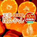 【ふるさと納税】熟成 完熟 天草 ぽんかん 1月発送 箱 込み 約 10kg サイズ混合 約 65玉 ~ 75玉 高しょう系ぽんかん 秀品 鮮度 濃厚 甘さたっぷり 柔らかい果肉 フルーツ おやつ 美味しい 後味が良い 予措 常温 上果園 熊本県 天草市 下浦町 送料無料〈先行受付〉