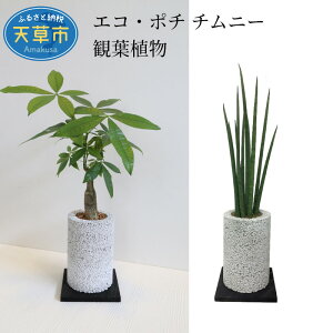 【ふるさと納税】観葉植物 パキラ サンスベリア 消臭 グリーン エコポチ チムニー ギフト インテリア お洒落
