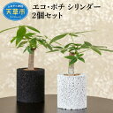 【ふるさと納税】観葉植物 パキラ サンスベリア ハニー 2個 セット 消臭 グリーン 発財樹 空気清浄植物 エコポチ シリンダー ギフト お洒落