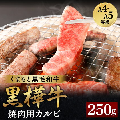 くまもと黒毛和牛 黒樺牛 A4～A5等級 焼肉用カルビ 250g 牛肉 牛 霜降り 赤身 お肉 焼き肉 BBQ 黒毛和牛 国産 九州産 熊本県産 冷凍 送料無料