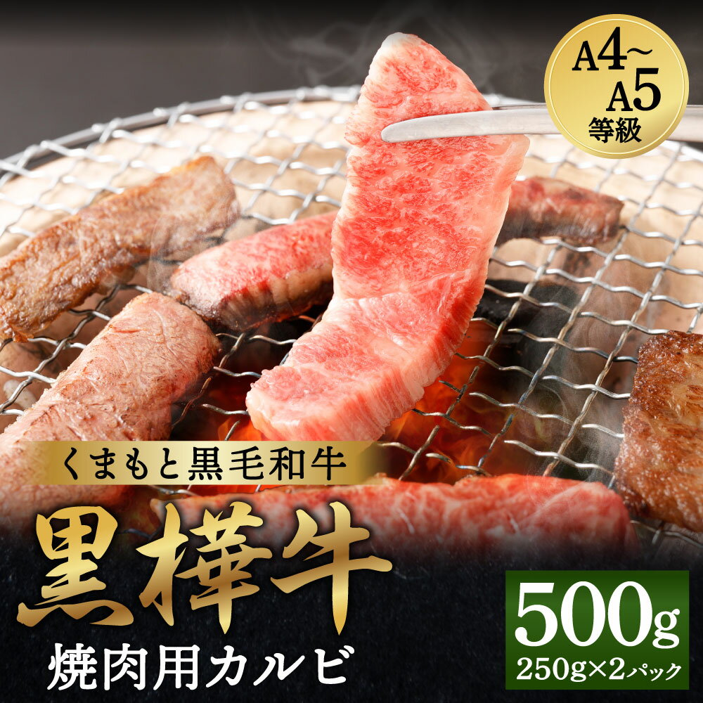 くまもと黒毛和牛 黒樺牛 A4〜A5等級 焼肉用カルビ 合計500g (250g×2パック) 牛肉 牛 霜降り 赤身 お肉 焼き肉 BBQ 黒毛和牛 国産 九州産 熊本県産 冷凍 送料無料