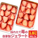 1位! 口コミ数「0件」評価「0」採れたて苺の自家製ジェラート 合計1.8kg 900g×2個 1800g ジェラート 自家製 苺 いちご ストロベリー 手作り アイス スイ･･･ 