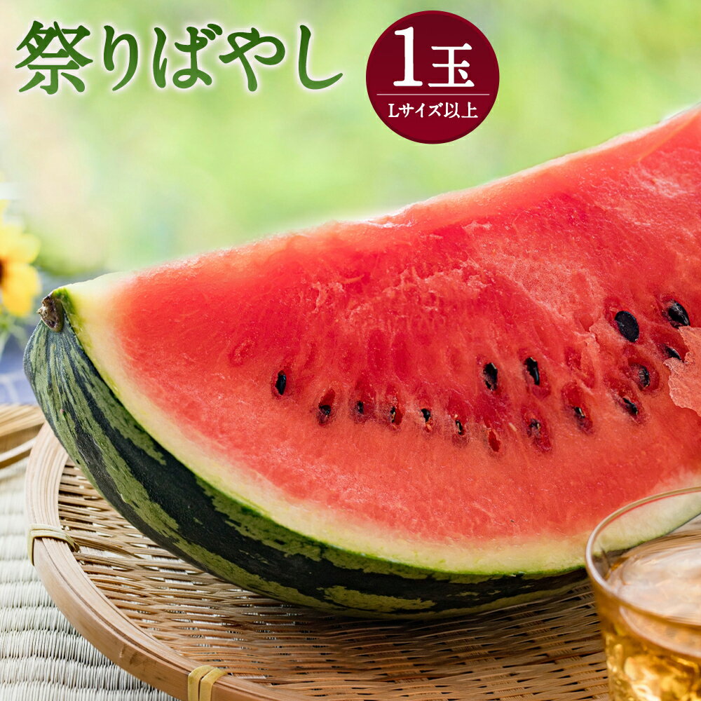 祭りばやし Lサイズ以上 1玉 スイカ 果物 フルーツ 野菜 熊本県産 国産 ギフト 贈り物 送料無料[2024年6月上旬-2024年7月上旬発送予定]