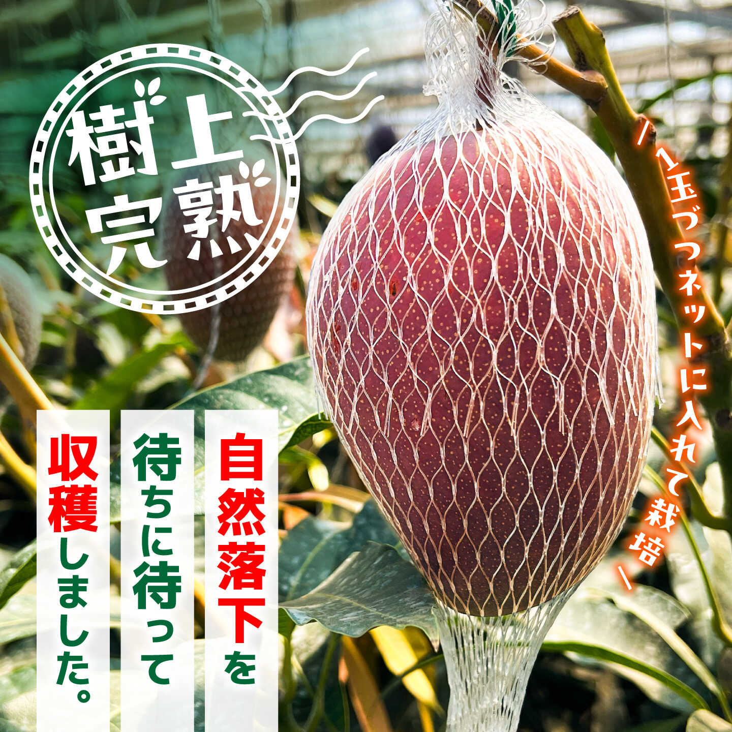 サンプル画像3