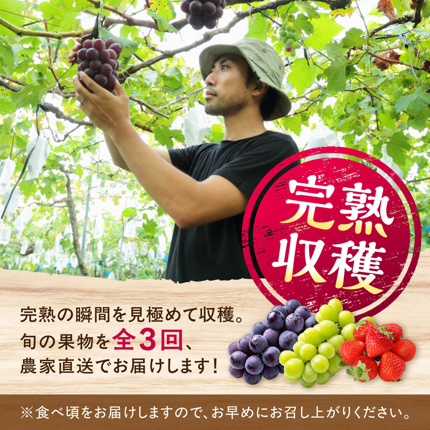 【ふるさと納税】【先行予約】【2026年8月下旬発送開始】【全3回定期便】果物定期便 ピオーネ(約1kg)＆シャインマスカット(約1kg)＆いちご(約500g) 計約2.5kg / 食べ比べ 旬の時期にお届け ぶどう 苺【有限会社 高司農園】[AYDP005]