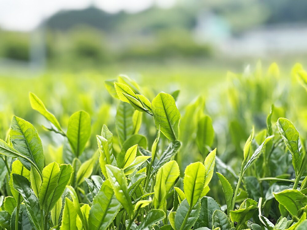 【ふるさと納税】 桑の葉茶 焙煎桑茶 GABA紅茶 生姜紅茶 紅茶 5点セット 熊本 美里町 JAS認証 桑 桑茶 GABA 生姜 さえあかり 茶 粉末 ティーバック 熊本県 ティー tea bag 5点 有機認証 農薬不使用 化学肥料不使用 有機肥料