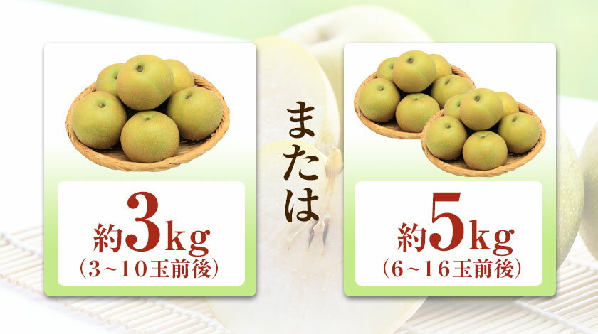 【ふるさと納税】梨 なし 旬の梨 フルーツ 『上田農園』の玉東梨 選べる 約3kg 約5kg 期間限定 《内容量をお選びください》 熊本県玉名郡玉東町『上田農園』なし 果物 スイーツ フルーツ デザート スムージー 熊本県玉東町《8月中旬-10月上旬頃出荷》