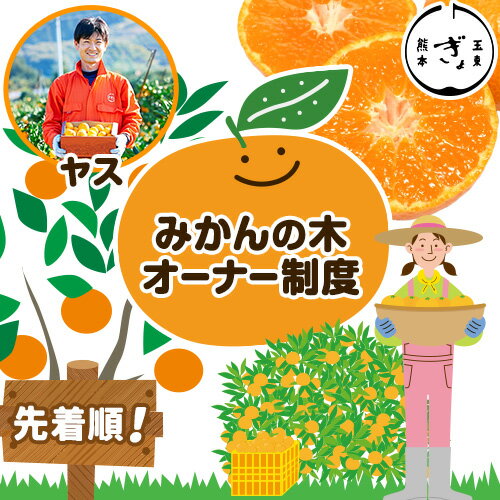 【ふるさと納税】先着順 みかんの木 オーナー制度《収穫時期：11月15日-12月2日収穫予定》 熊本県玉名郡玉東町 みかん 蜜柑 木 オーナー 収穫 体験 坂村農園 ぎょくだん ぷらっとぎょくとう