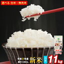 【ふるさと納税】令和2年産新米 森のくまさん11kg 熊本県
