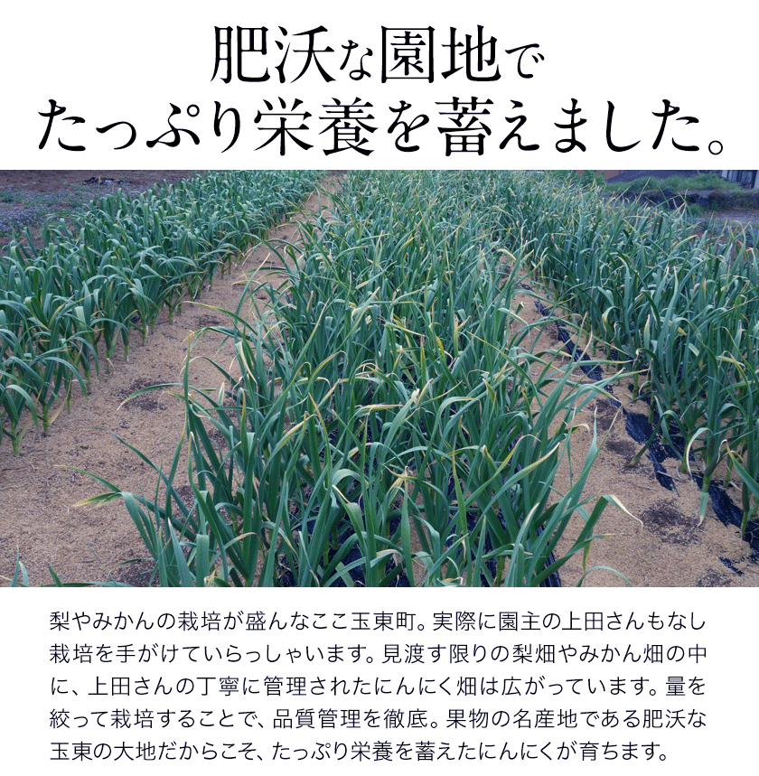 【ふるさと納税】『上田農園』のにんにく約500g 熊本県玉名郡玉東町『上田農園』にんにく《7月上旬-9月中旬頃出荷》