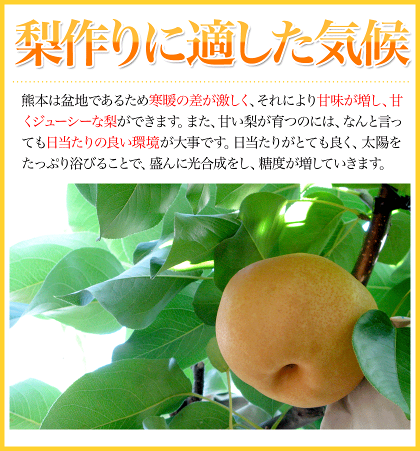【ふるさと納税】やわらかくて甘い♪幸水梨たっぷり約4.5-5kg12-18玉前後なし秀品贈答幸水《7月下旬-8月中旬頃より順次出荷》