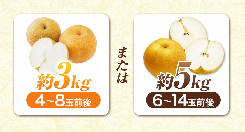 【ふるさと納税】秋 旬 梨 フルーツ 『緑伸園』旬の梨 旬の品種をお届けします！ たっぷり約5kg 6-14玉前後 or 約3kg 4-8玉前後 果物 スイーツ フルーツ デザート スムージー 《8月中旬-9月下旬頃出荷》期間限定 熊本県玉名郡玉東町産 豊水梨 秋麗梨 あきづき 甘太 新高梨