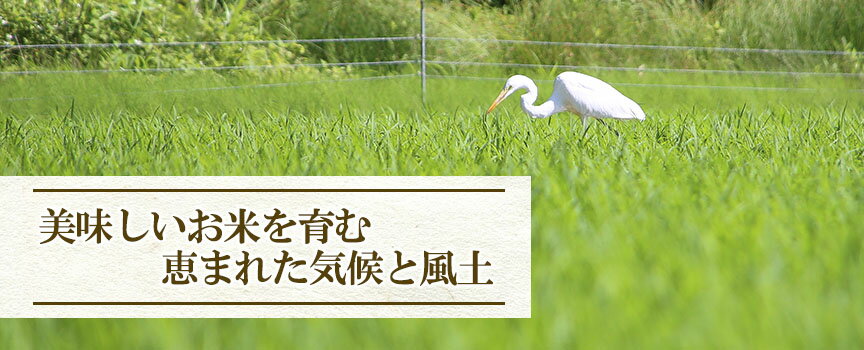 【ふるさと納税】令和5年産 難関突破達成米 5kg×2 米 10kg 白米 ヒノヒカリ マイスター厳選 単一原料米 熊本県 南関町産 送料無料