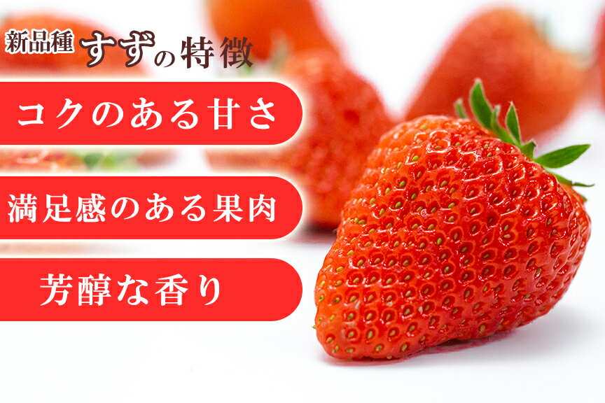 【ふるさと納税】計1キロ 農家直送 南関町産いちご 4パック 家庭用 新品種 すず いちご 数量限定 朝摘み 南関町 冷蔵 送料無料