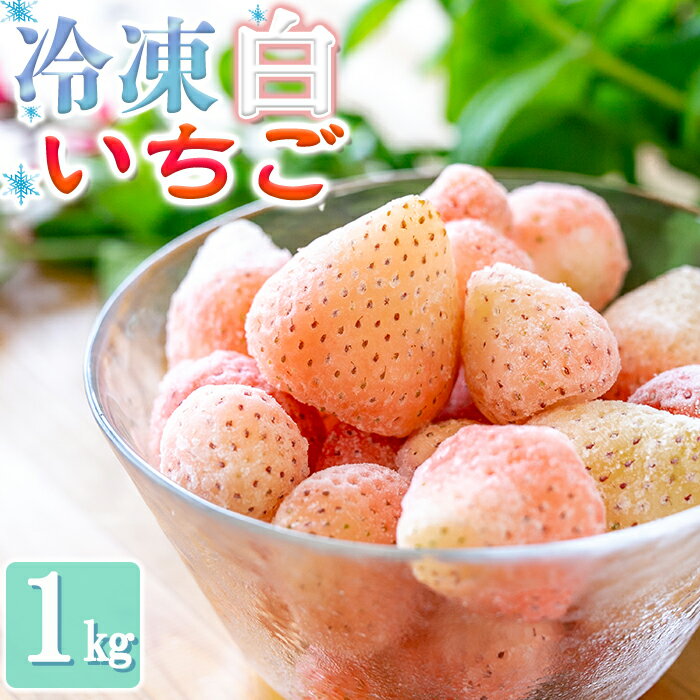 【ふるさと納税】農家直送 熊本県産 冷凍白いちご(品種淡雪) 1Kg 数量限定 淡雪 朝摘み 南関町 冷凍 スムージーやジャムにも便利 送料無料のサムネイル