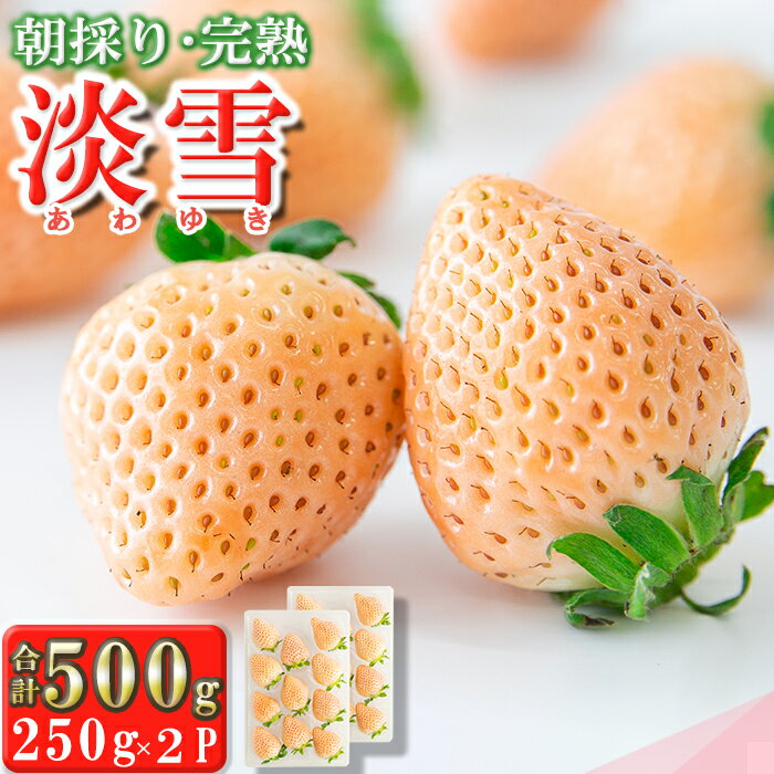 【ふるさと納税】《先行受付》農家直送 南関町産 白いちご (淡雪) 計500g 2L 大粒 厳選 2パック 贈答用 お祝い プレゼント 産地直送 朝採り 新鮮 いちご 熊本 珍しい 品種 南関町産 送料無料