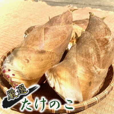 楽天ふるさと納税　【ふるさと納税】白宗たけのこ 2kg予約 4月発送 九州産 熊本 産地直送 採れたて 鮮度 筍 タケノコ 竹の子 若手農家 冷蔵 熊本県 南関町 送料無料