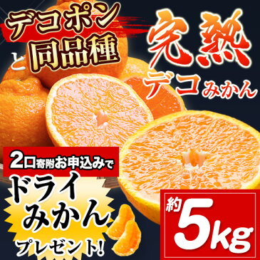 【数量限定】生産量日本一！デコポンと同品種！熊本県産デコみかん(不知火)約5kg予約受付中 フルーツ 秋 旬【ふるさと納税】熊本県 長洲町 柑橘 みかん《2月中旬-3月末頃より順次出荷》