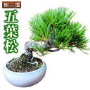 【ふるさと納税】樹心園 五葉松 盆栽《30日以内に順次出荷(土日祝除く)》ごようまつ 盆栽作家 徳永功
