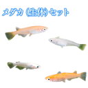【ふるさと納税】アクアランド徳永 メダカ(生体)セット《出荷...