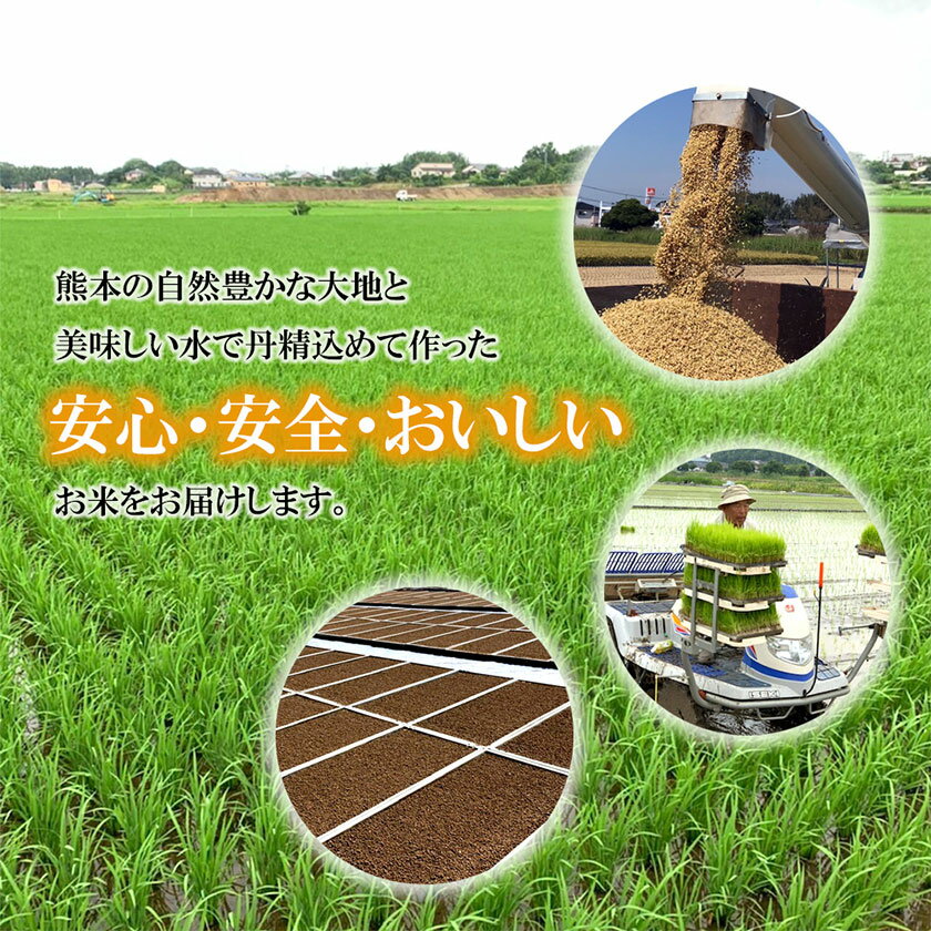 【ふるさと納税】令和3年産 森のくまさん 10kg 株式会社羽根《60日以内に順次出荷(土日祝除く)》熊本県産 白米 精米 森くま もりくま 米