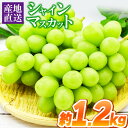 5位! 口コミ数「43件」評価「3.42」シャインマスカット 約1.2kg 和水町 ぶどう マスカット 果物 フルーツ