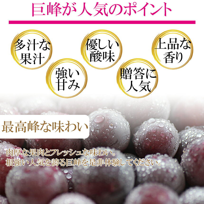 【ふるさと納税】 巨峰 ぶどう 熊本県 和水町産 巨峰ぶどう 4.5kg 果物 フルーツ 国産 大容量