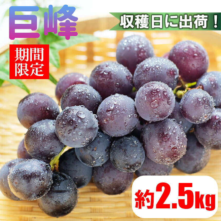 先行予約 熊本県 和水町産 巨峰ぶどう 2.5kg フルーツ 果物 国産