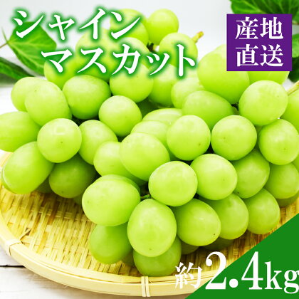 シャインマスカット 約2.4kg ぶどう マスカット 果物 フルーツ 大容量 熊本県産 和水町 先行予約