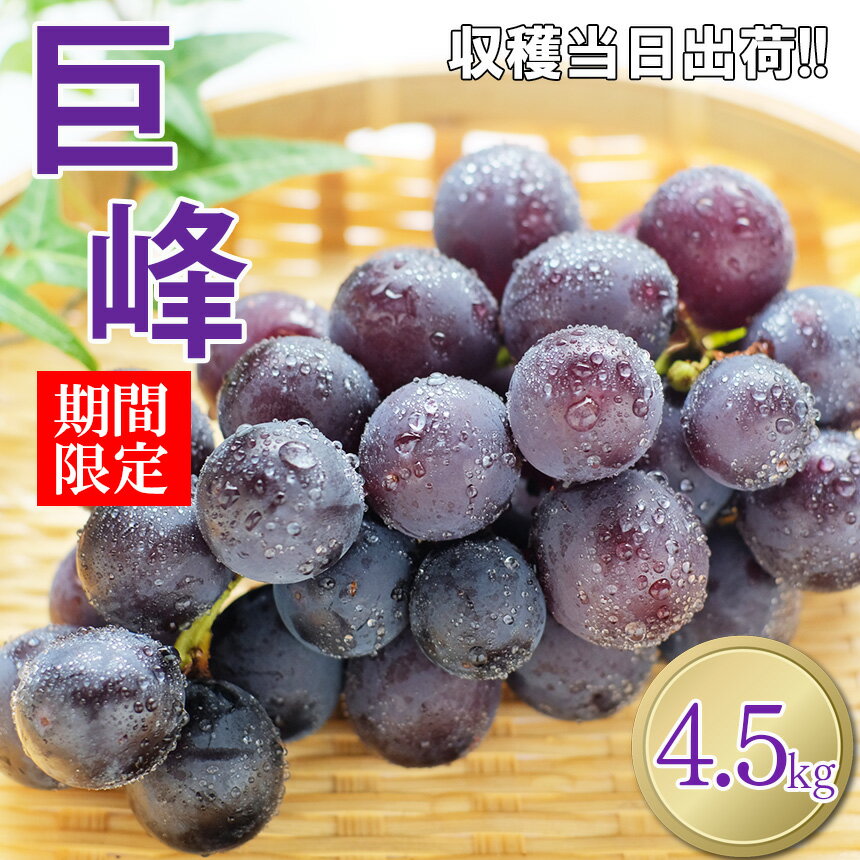 4位! 口コミ数「2件」評価「3」 巨峰 ぶどう 熊本県 和水町産 巨峰ぶどう 4.5kg 果物 フルーツ 国産 大容量 | 季節の果物 葡萄 くまもと なごみ