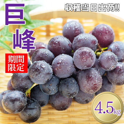 巨峰 ぶどう 熊本県 和水町産 巨峰ぶどう 4.5kg 果物 フルーツ 国産 大容量