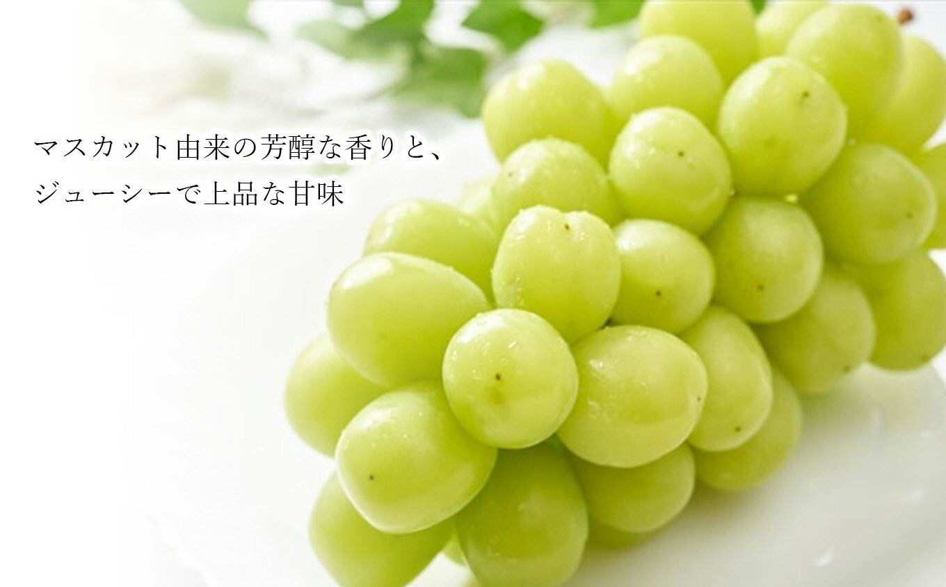 スペシャル ロイヤル デーツ Deglet Nour Dates Branch 500g×10箱 ドライデーツ ナツメヤシドライフルーツ 果実加工品 お菓子 なつめやし 濃厚な甘さ サイヤーデーツ 天然サプリ 栄養豊富 製菓 パン作り おやつ 防災食 非常食