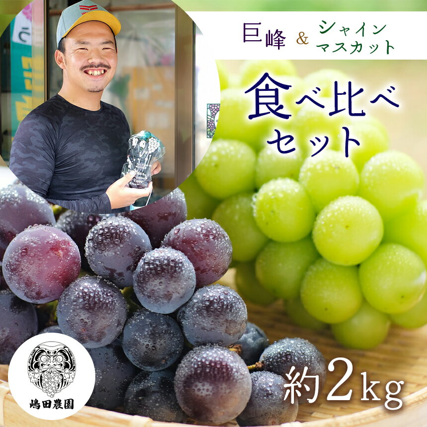 熊本県産 シャインマスカットと巨峰ぶどうの食べ比べセット約2kg 和水町 ぶどう マスカット 果物 フルーツ 朝摘み 直送 巨峰 シャインマスカット 食べ比べ セット