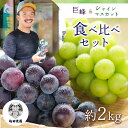 【ふるさと納税】熊本県産　シャインマスカットと巨峰ぶどうの食