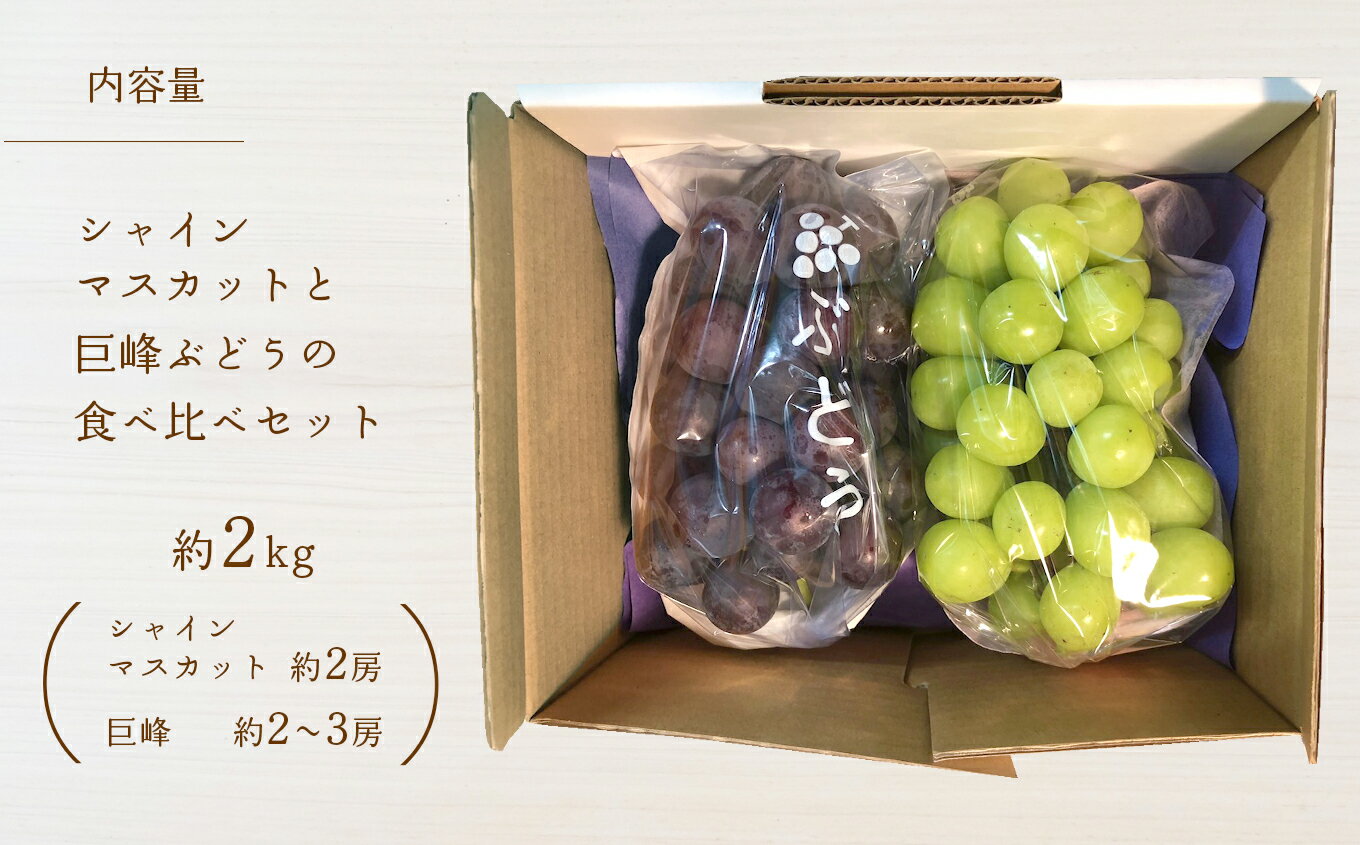 【ふるさと納税】熊本県産　シャインマスカットと巨峰ぶどうの食べ比べセット約2kg 和水町 ぶどう マスカット 果物 フルーツ 朝摘み 直送 巨峰 シャインマスカット 食べ比べ セット