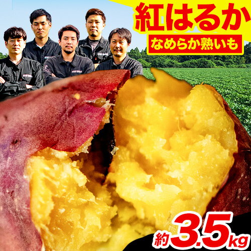 【ふるさと納税】熊本県大津町産 紅はるか 約3.5kg（大中小不揃い）《11月末-2023年4月末頃より順次出荷》二代目イモセガレブラザーズ さつまいも 芋 紅はるか スイートポテト 干し芋にも 特産品 熟いも 野菜 薩摩芋 さつま芋