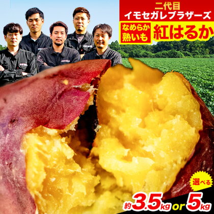 熊本県大津町産 紅はるか 選べる 内容量 約3.5kg 約5kg （大中小不揃い）《1-5営業日以内に出荷予定(土日祝除く)》二代目イモセガレブラザーズ さつまいも 芋 紅はるか スイートポテト 干し芋にも 特産品 熟いも 野菜 薩摩芋 さつま芋 秋 旬